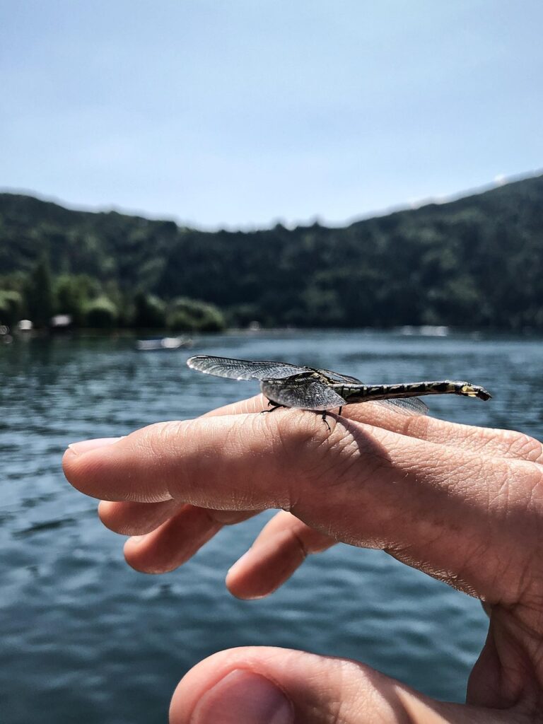 dragon-fly, insect, landing, view, wing, animal, summer, close up, flying insect, structure, biology, affectionate, friends, friendship, together, nature, partner, partnership, animal lover, domestic animal, perspective